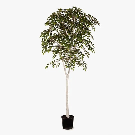 Silver Birch Tree