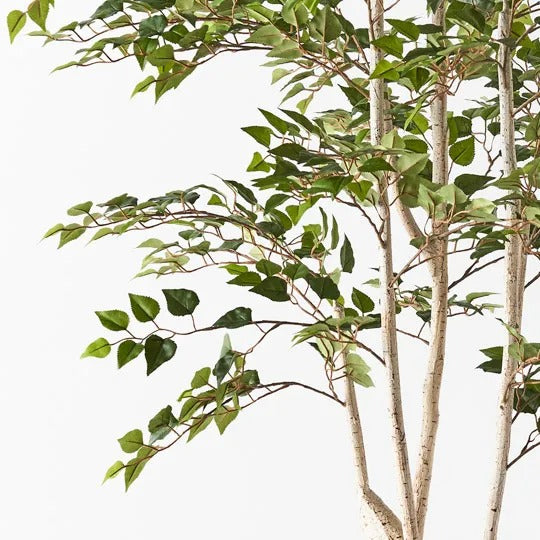 Silver Birch Tree