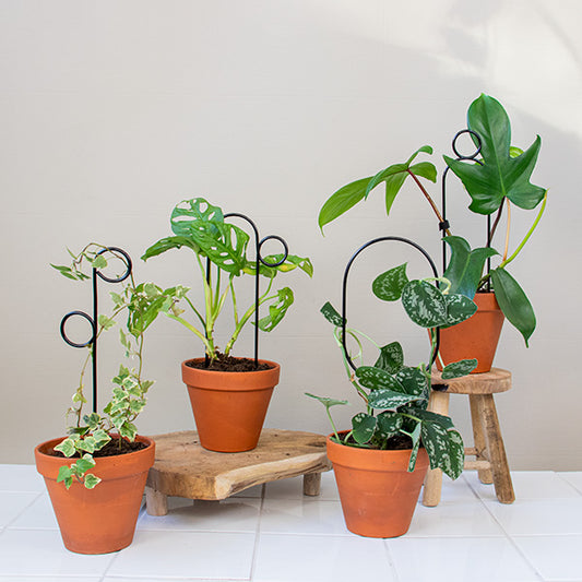 Plant Stakes (Set 4)
