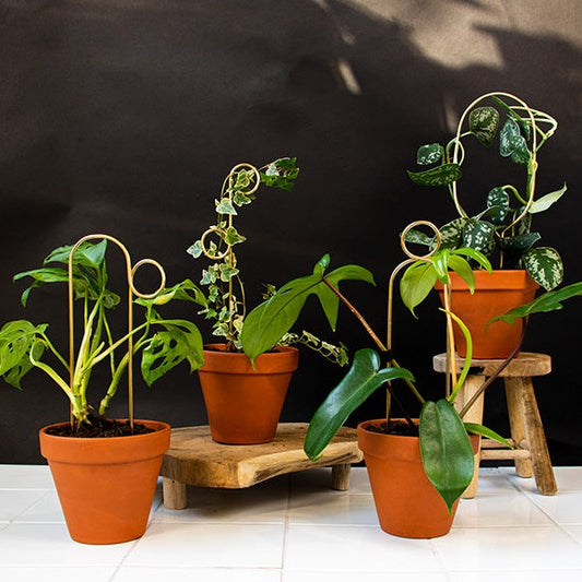 Plant Stakes (Set 4)