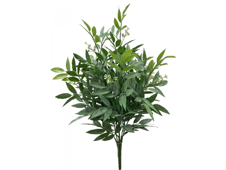 Ruscus Bush