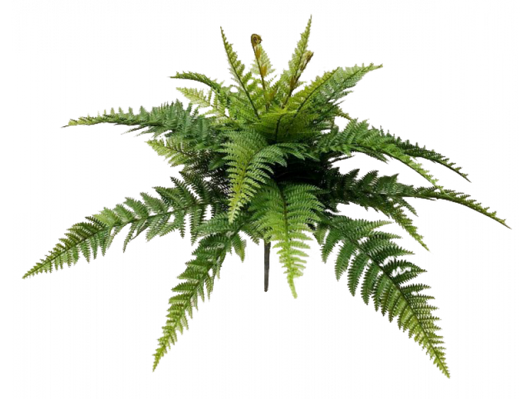 Leather Fern Bush