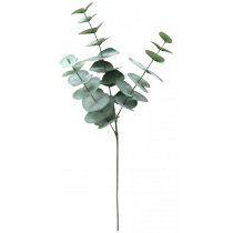 Eucalyptus By 3