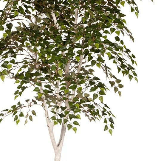 Silver Birch Tree