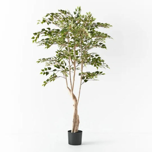 Silver Birch Tree