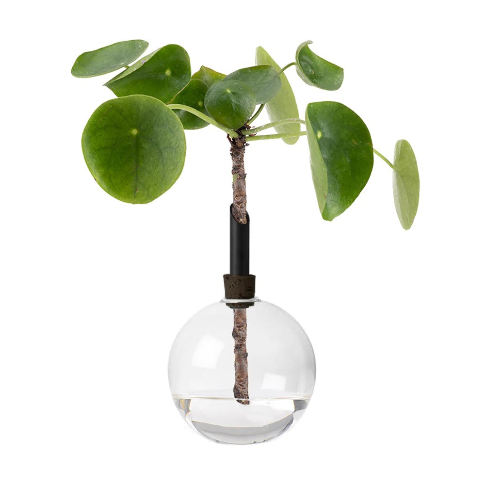 Grow vase for water plant