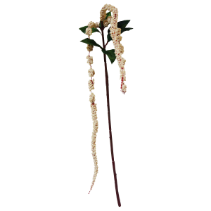 122cm Long Tail Berry